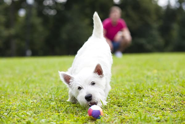 white terrier playing with a ball