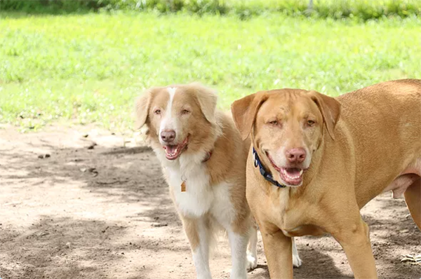 dogs in the play yard