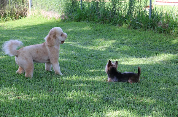 dogs in the play yard