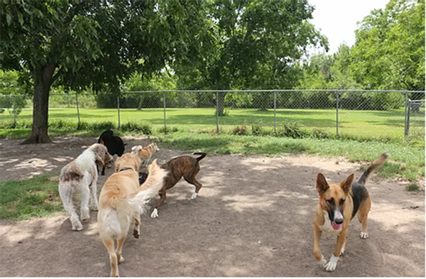 dogs in the play yard