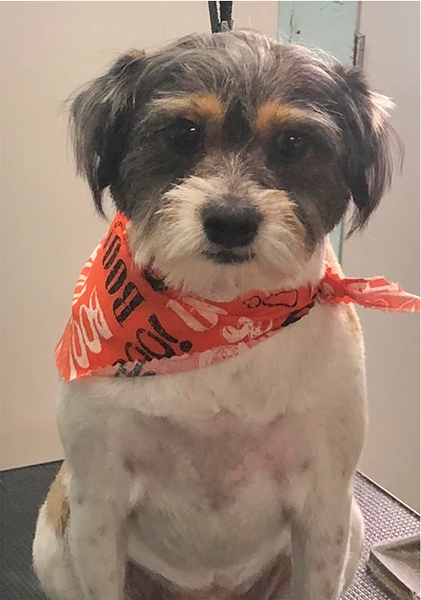 grooming after picture -- dog with cute bandana